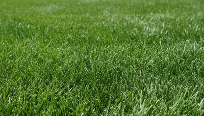 Close-up of freshly mowed grass showing precision lawn care by Chop Chop Landscaping in Minneapolis, MN