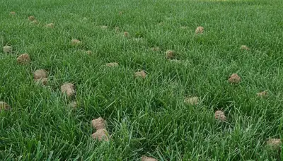 Minneapolis MN lawn recovering after aeration by Chop Chop Landscaping with greener, denser turf growth